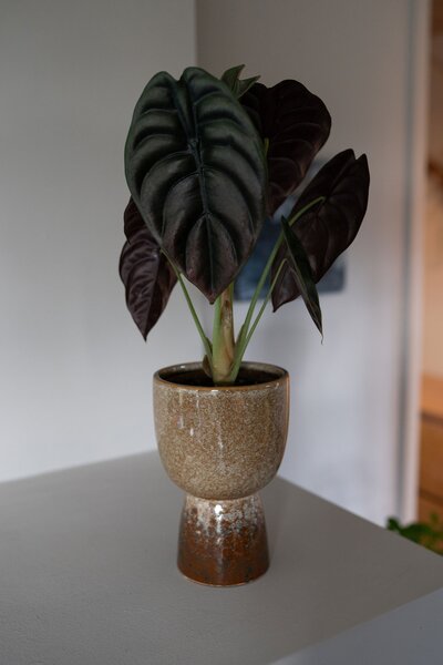 Ter Steege Obal Amelie old terra D11 H15