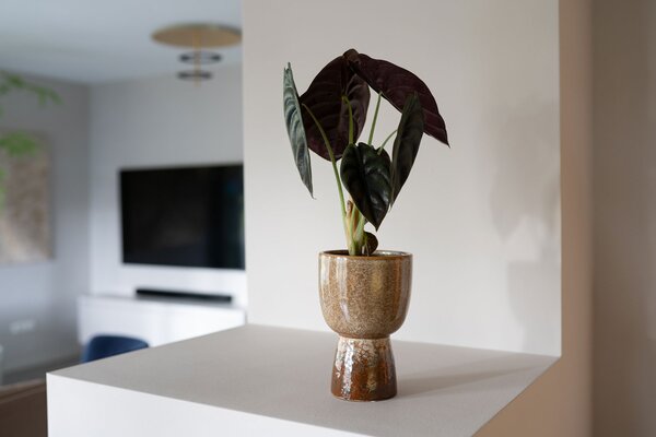 Ter Steege Obal Amelie old terra D11 H15