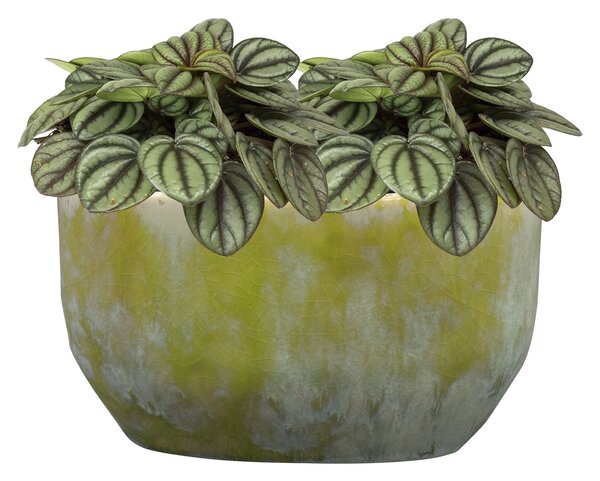 Ter Steege Obal široký Davide apple green D20x12 H12