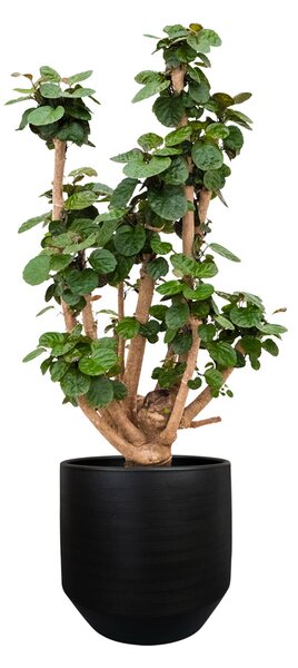Ter Steege Obal Norell black D42 H38