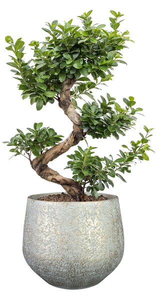 Ter Steege Obal Noor metalic grey D23 H20