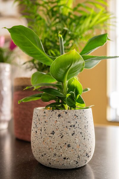 Ter Steege Obal Tina terrazo grey D15 H13