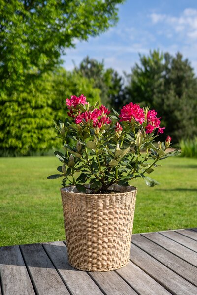 Ter Steege Obal Zora natural D30 H28