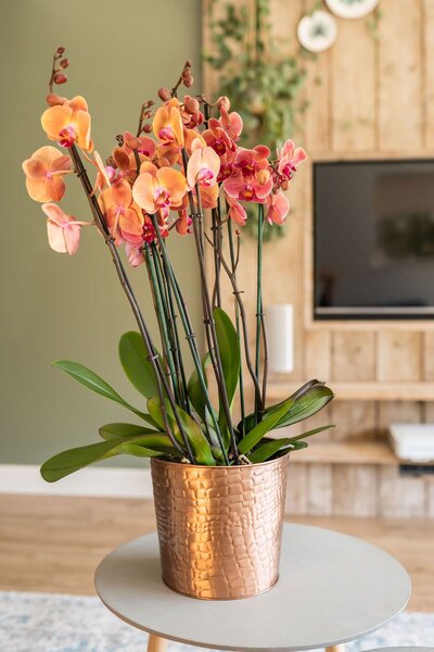 Ter Steege Obal Dustin rose gold D13 H12