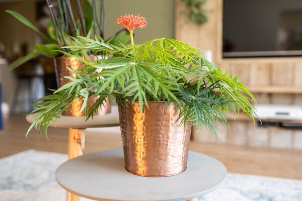 Ter Steege Obal Dustin rose gold D13 H12