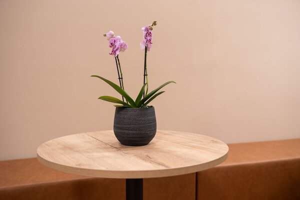 Ter Steege Obal Joyce anthracite D18 H16