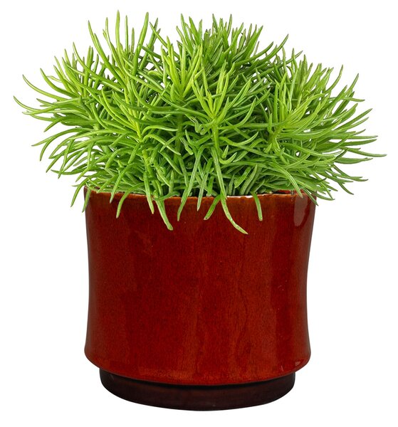 Ter Steege Obal Nolan red D17 H15