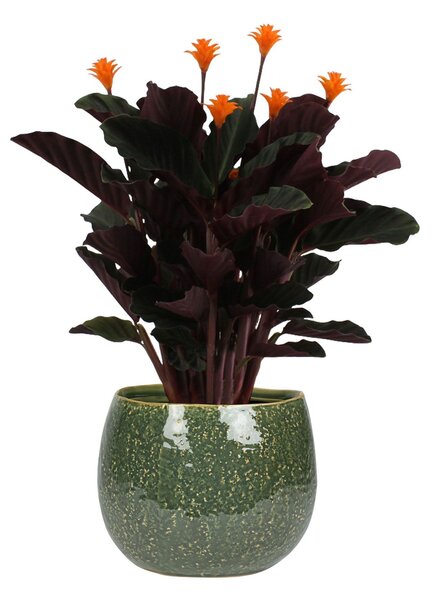 Ter Steege Obal Mischa forest D15 H14