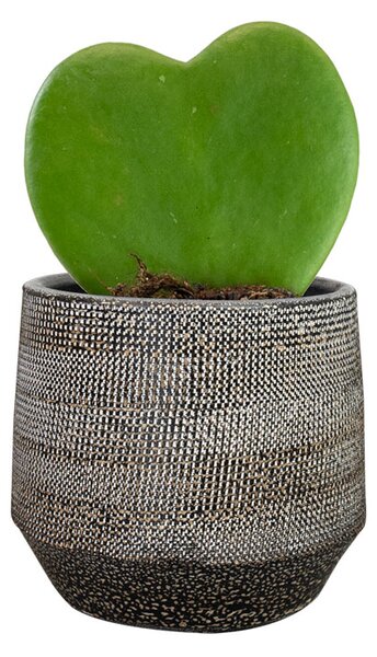 Ter Steege Obal Norell latte brown D15 H13