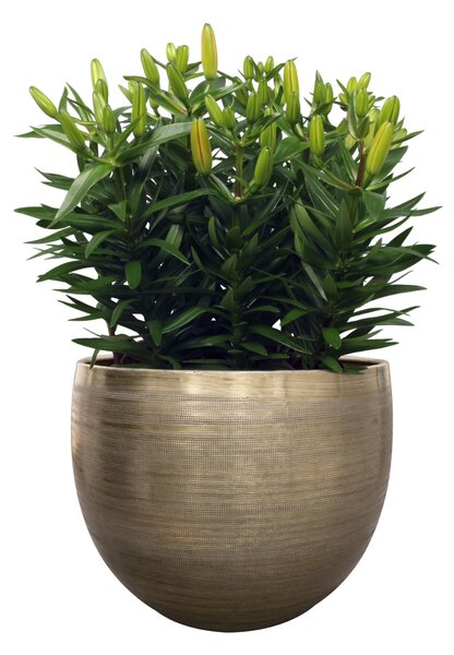 Ter Steege Sada 5 obalů Rowen new green D38 H30