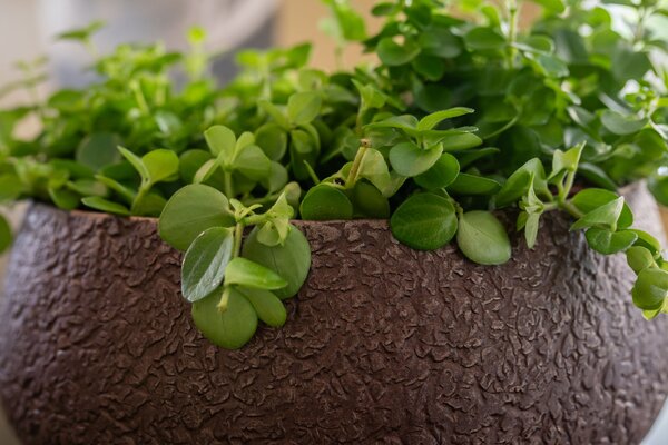 Ter Steege Mísa Noor velvet brown D28 H13