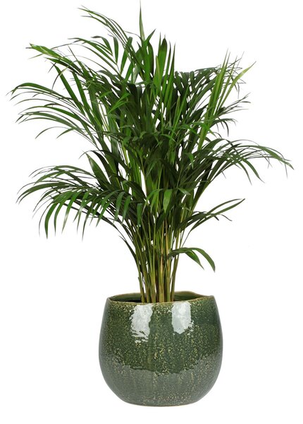 Ter Steege Obal Mischa forest D22 H18
