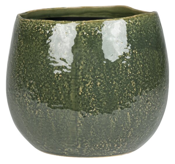 Ter Steege Obal Mischa forest D22 H18