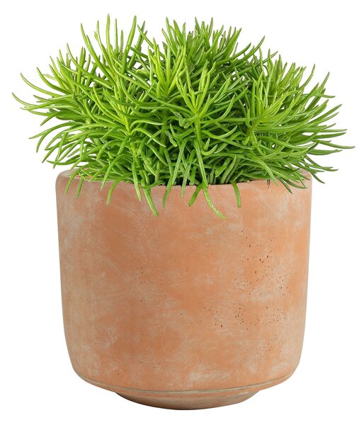 Ter Steege Obal Saar terra D12 H11