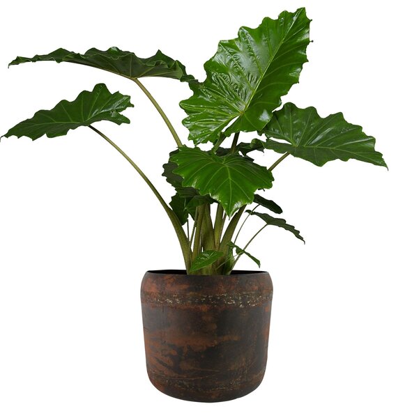 Ter Steege Sada 4 obalů Arwin rustic black D26 H22