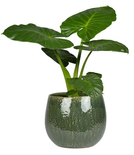 Ter Steege Obal Mischa forest D24 H22