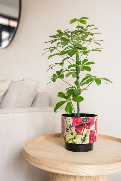 Ter Steege Sada 5 obalů Camelia poppy D22 H20