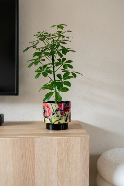 Ter Steege Sada 5 obalů Camelia poppy D22 H20