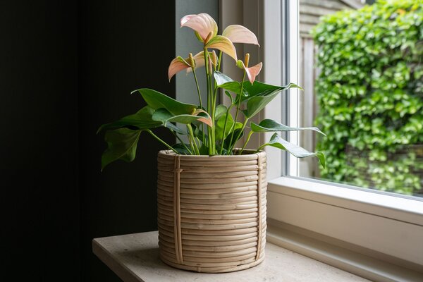 Ter Steege Sada 5 obalů Majen natural D36 H36