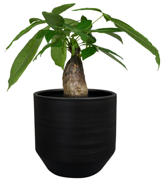 Ter Steege Obal Norell black D21 H20