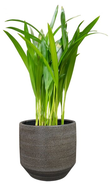 Ter Steege Obal Norell latte brown D25 H24