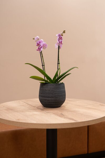 Ter Steege Obal Joyce anthracite D15 H13