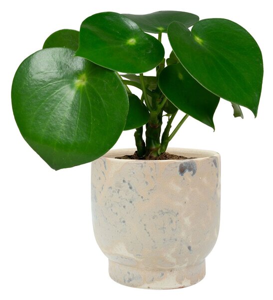 Ter Steege Obal Linn splash cream D17 H17