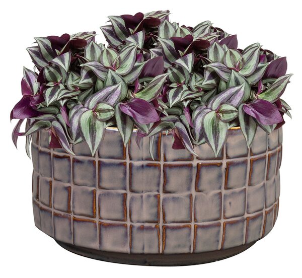 Ter Steege Mísa Stian deep purple D20 H10