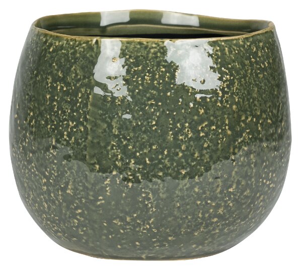 Ter Steege Obal Mischa forest D19 H16