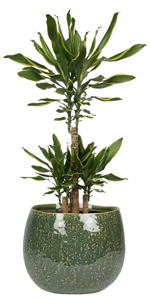 Ter Steege Obal Mischa forest D19 H16