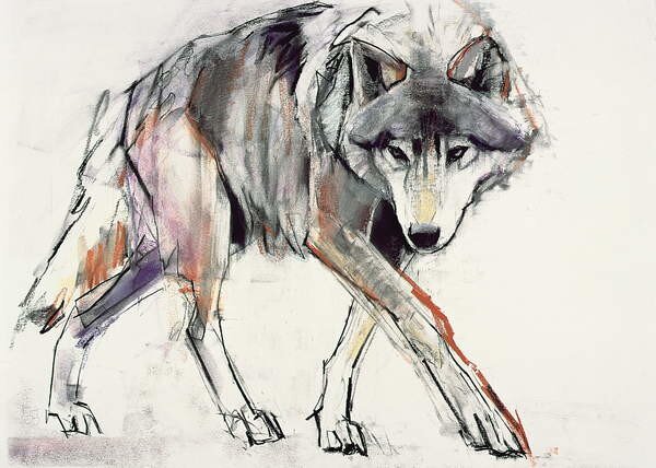 Adlington, Mark - Obrazová reprodukce Wolf, (40 x 30 cm)