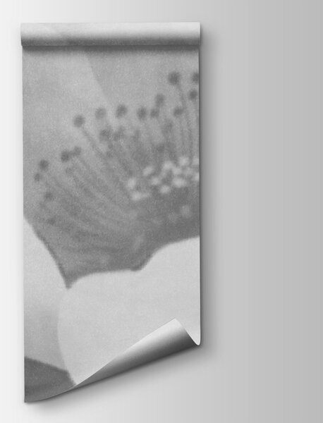 Fototapeta Jemné okvětní lístky v lehké mlze, Květinové fototapety, Populární fototapety - Tapeko.co.cz