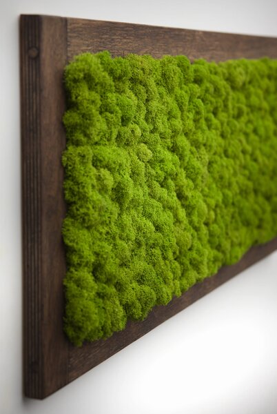 Nástěnná dekorace obraz z mechu ve dřevěném rámu 70 x 30 cm