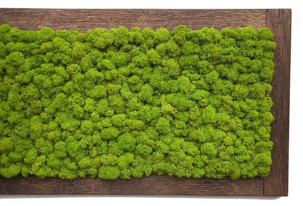 Nástěnná dekorace obraz z mechu ve dřevěném rámu 70 x 30 cm