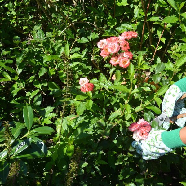 Zahradní rukavice Roses, modrá