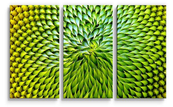 Sablio Obraz - 3-dílný Detailní květ - 120x80 cm