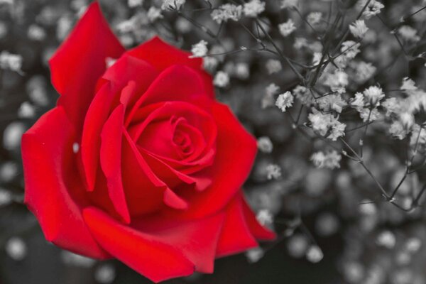 DIMEX | Vliesová fototapeta Červená růže, černobílá MS-5-1404 | 375 x 250 cm| červená, černá, šedá