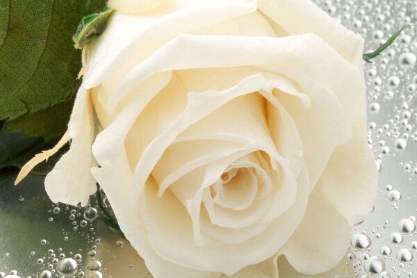 DIMEX | Vliesová fototapeta Detail bílé růže MS-5-1405 | 375 x 250 cm| zelená, bílá