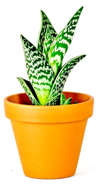 Gardners Aloe Tiki Tahi, průměr 8,5 cm Aloe