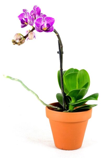Gardners Phalaenopsis mini, průměr 6 cm