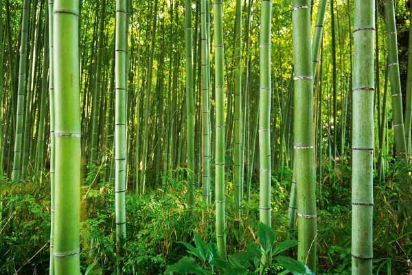 DIMEX | Vliesová fototapeta Bambusový les MS-5-1582 | 375 x 250 cm| zelená