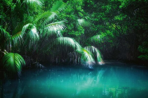 DIMEX | Vliesová fototapeta Mangrovový dešťový prales MS-5-1585 | 375 x 250 cm| zelená, modrá