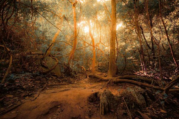 DIMEX | Vliesová fototapeta Tajemná džungle MS-5-1593 | 375 x 250 cm| zelená, oranžová, hnědá