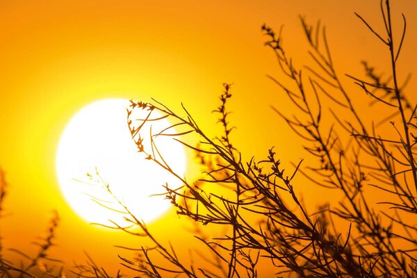 DIMEX | Vliesová fototapeta Podzimní západ slunce MS-5-1743 | 375 x 250 cm| černá, žlutá, oranžová