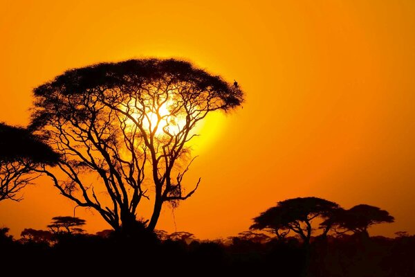 DIMEX | Vliesová fototapeta Západ slunce v Africe MS-5-1838 | 375 x 250 cm| černá, žlutá, oranžová
