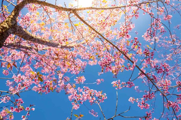 DIMEX | Vliesová fototapeta Strom s růžovými květy MS-5-1844 | 375 x 250 cm| modrá, hnědá, růžová