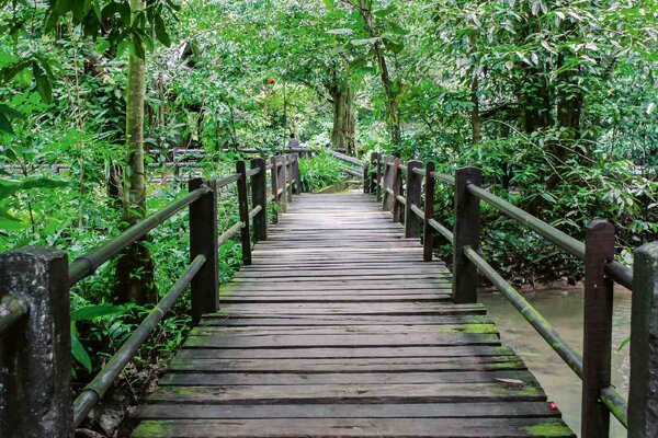 DIMEX | Vliesová fototapeta Dřevěný most v pralese MS-5-1861 | 375 x 250 cm| zelená, hnědá, šedá