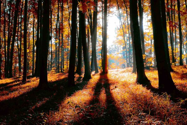DIMEX | Vliesová fototapeta Barevný podzimní les MS-5-1877 | 375 x 250 cm| černá, oranžová, hnědá