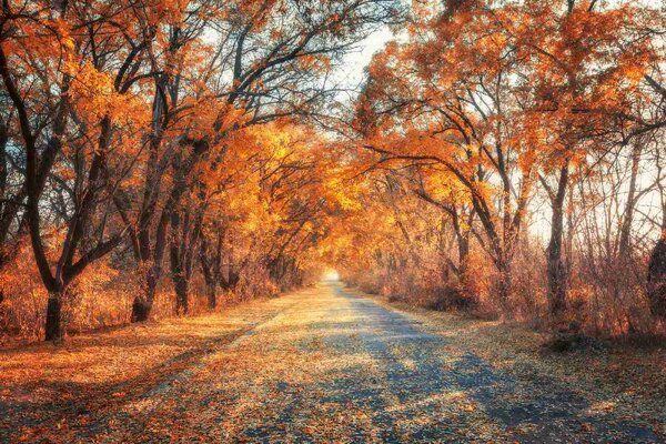 DIMEX | Vliesová fototapeta Cesta podzimní uličkou MS-5-1891 | 375 x 250 cm| oranžová, hnědá, šedá