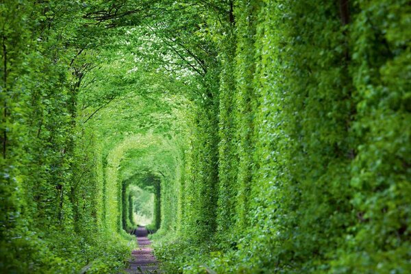 DIMEX | Vliesová fototapeta Zelený tunel MS-5-1897 | 375 x 250 cm | zelená